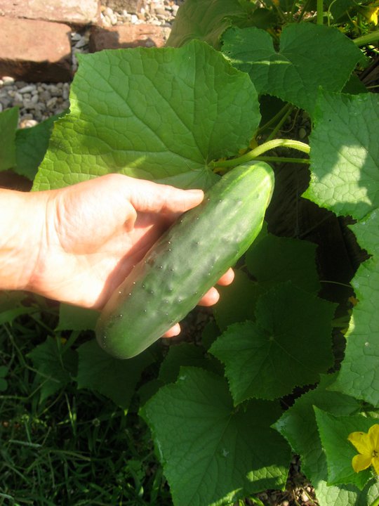 cucumber