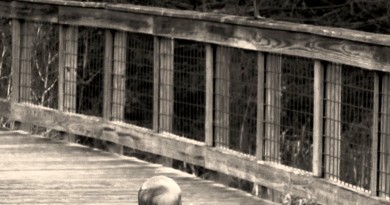 opal-heron-bw-jpg